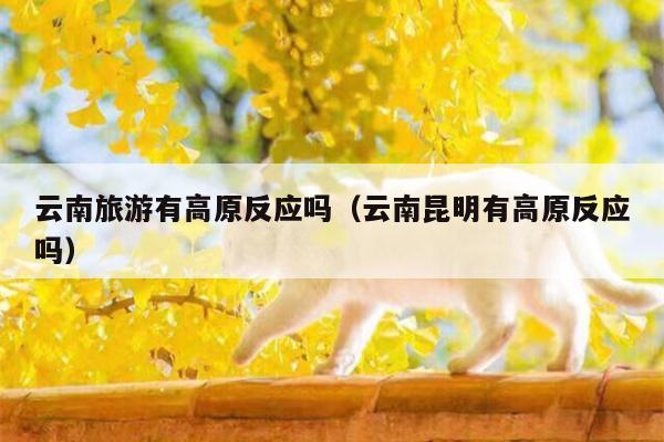 云南旅游有高原反应吗（云南昆明有高原反应吗）